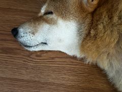 -柴犬高等学院·狗咖·柴犬售卖·宠物训练