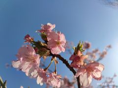 -顾村公园