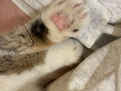 -平行世界·猫咖(首经贸店)