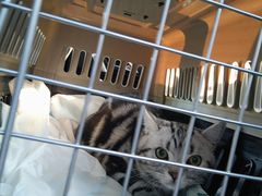 -中农国际动物医院24小时·猫科·骨科·急重症中心