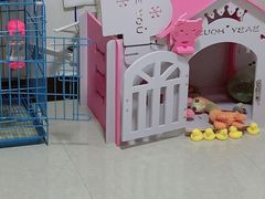 -翊宠yipet猫狗购宠庄园犬舍•猫舍