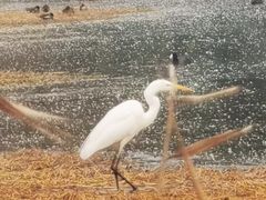 -西安浐灞国家湿地公园