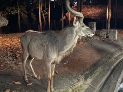 -清迈夜间动物园