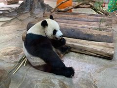 -海南热带野生动植物园