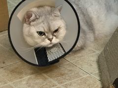 -良伴无忧宠物医院(泰欣嘉园店)