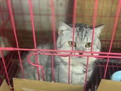 -青石桥花鸟鱼虫市场(叠翠城店)