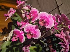 -春暖花开(西溪店)