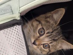 -宠颐生宠物医院·心肾内科·猫专科诊疗中心宠巢店