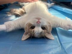 -动物缘宠物医院·骨科·猫科(西二环店)