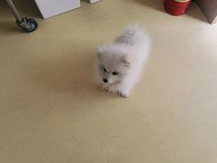 -芭比堂动物医院·犬猫全科·异宠专科(雁塔分院)