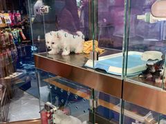 -FAELING PETS美天灵宠物(富力广场店)
