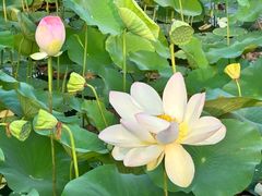 -莲花池公园