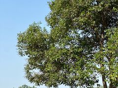 -汉长安城未央宫国家考古遗址公园