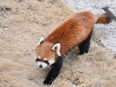 -安徽大青山野生动物世界