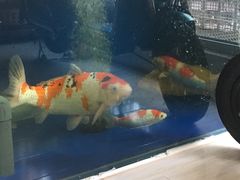 -斗牛士牛排餐厅(嘉里汇店)
