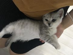 -喵的天空名猫咖啡馆·撸猫·猫舍·用品