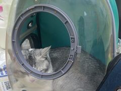 -瑞鹏宠物医院·夜间急症·心超·猫科(祖庙分店)