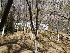 -桃花堤公园
