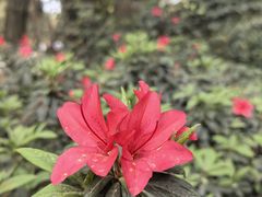 -铁山坪森林公园