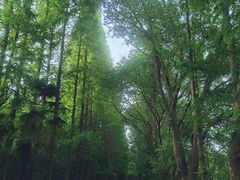 -同里国家湿地公园