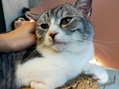 -猫儿山۰猫主题餐厅