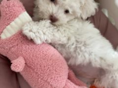 -翊宠yipet猫狗购宠庄园犬舍•猫舍