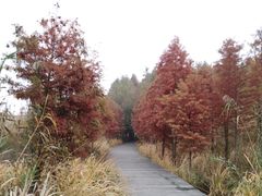 -溱湖国家湿地公园