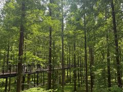 -黄海国家森林公园