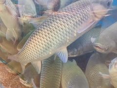 -淘米捞·米汤脆鲩鱼火锅(福田皇岗店)