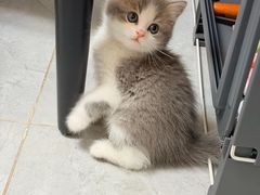 -欣宠猫屋·矮脚拿破仑·蓝金金渐层