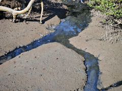 -北海金海湾红树林生态旅游区