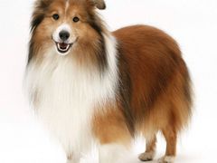 -多卡布奇宠物生活馆(上林世家店)