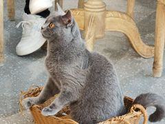 -共舞时光猫咖·狗咖(新街口店)