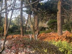 -南山植物园