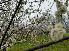 梅花-上海海湾国家森林公园