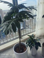 -HEYAN荷妍专业脱毛连锁机构