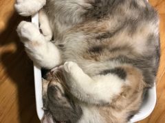 -藦茜花园宠物主题亲子互动体验馆(国顺东路店)