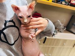 -飞行喵MR PILOT|猫舍·猫咖(静安大融城店)