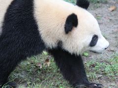 -上海野生动物园