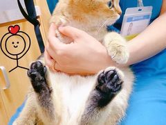 -美联众合爱康动物医院•复杂内科•肿瘤科•牙科•腔镜诊疗中心