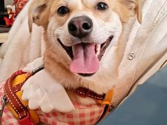 -东方动物医院·宠保定点·骨科·转诊中心(春城路·昆明站分院)