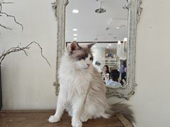 -共舞时光猫咖·狗咖(新街口店)