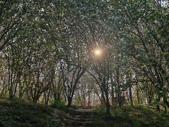 -石家庄市植物园