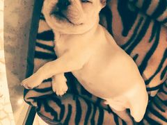 -momokira米努特·德文卷毛猫·棉花面纱犬