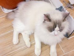 -李小姐の猫咖啡馆(五角场店)