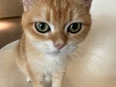 -飞行喵MR PILOT|猫舍·猫咖(静安大融城店)