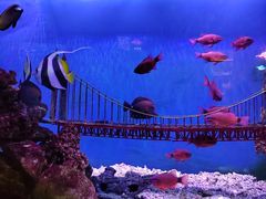 -太平洋海底世界