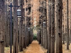 -黄海国家森林公园