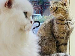 -猫小院猫主题餐厅(南锣旗舰店)