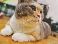 -藦茜花园宠物主题亲子互动体验馆(国顺东路店)